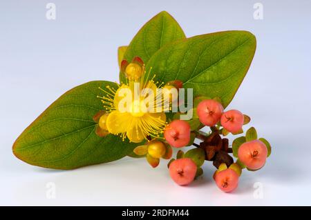 St. John's wort 'Magic White' (Hypericum x inodorum) Stock Photo