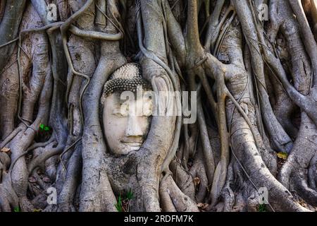 Famous Buddha head tangled in the ficus tree roots in Ayutthaya, Thailand Stock Photo