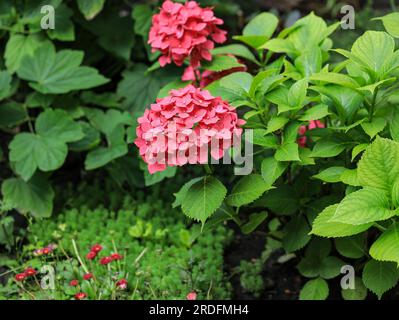 Bright beautiful pink hydrangea inflorescences on the bush. Growing red hydrangeas in the garden. The flowering of a hydrangea bush. Summer bright flo Stock Photo