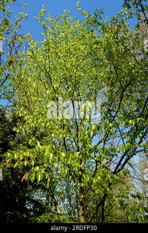 Yellow birch (Betula alleghaniensis) Stock Photo