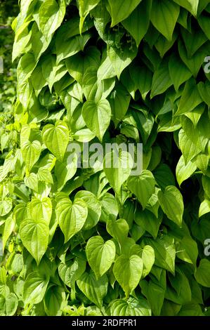 Yam (Dioscorea villosa) Yam root (Dioscoreaceae) Stock Photo