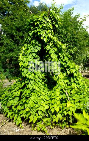 Yam (Dioscorea villosa) Yam root (Dioscoreaceae) Stock Photo