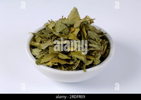 Curry leaves (Murraya koenigii) Stock Photo