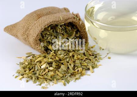 Oat straw tea (Avena sativa), oat straw Stock Photo