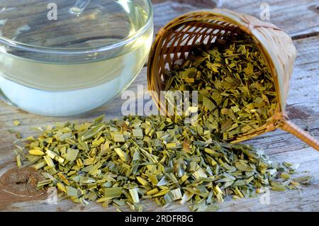 Oat straw tea (Avena sativa), oat straw Stock Photo