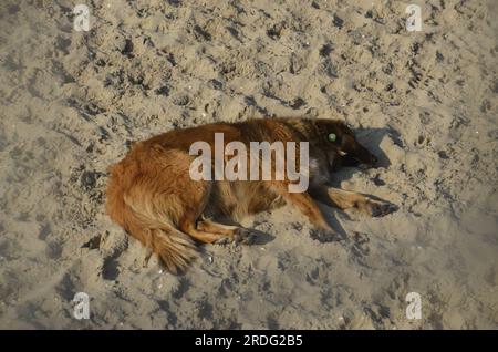 A Cute Stray Dog Sleeping on the Beach. Istanbul Turkey. Stock Photo