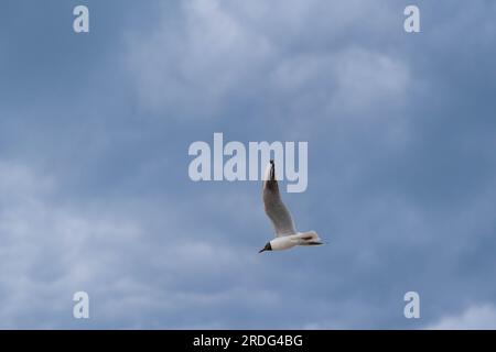 Flying seagull on the sky Stock Photo