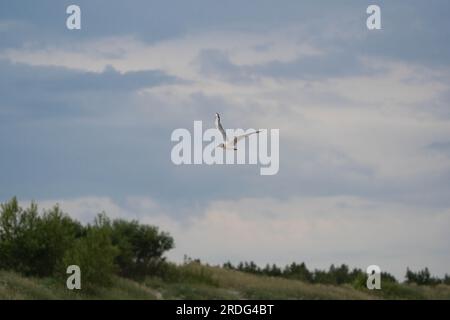Flying seagull on the sky Stock Photo