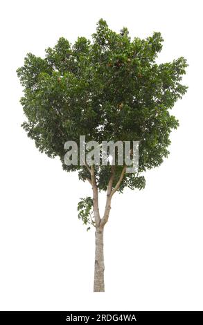 Big Tree isolated on white background. Tropical tree isolated. Stock Photo