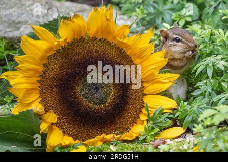 Cute little Eastern Chipmunk (amias striatus) eating seeds peaks out from behind sunflower. Stock Photo