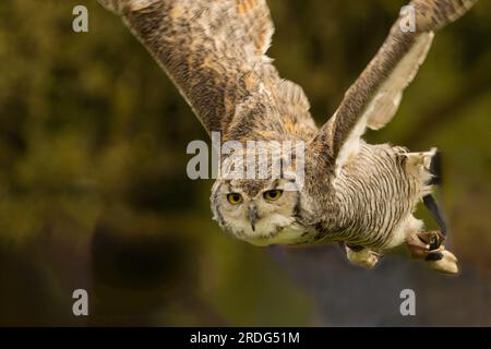 a majestic Canadian Horned Owl in flight, featuring mottled grey and brown plumage and striking yellow eyes, on display at a bird of prey show. Stock Photo