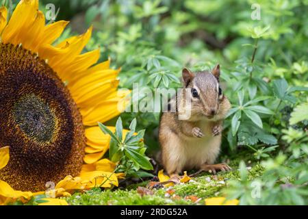 Cute little Eastern Chipmunk (amias striatus) fills his cheaks with sunflower seeds in summer garden. Stock Photo