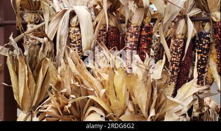 Multiple indian ornamental corn cobs on display Stock Photo