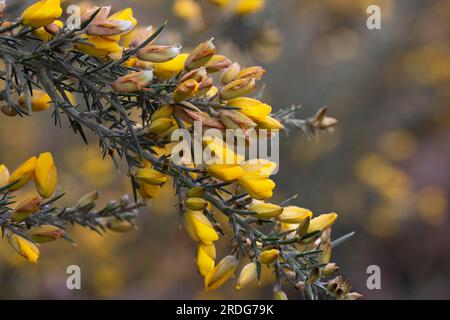 Yellow flowers of Ulex, commonly known as gorse, furze, or whin is genus of flowering plants in the family Fabaceae. Stock Photo