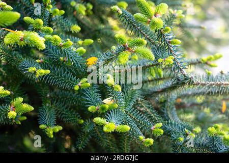 Branches and Needles of Spanish fir tree or Pinsapo (abies pinsapo) - Zahara de la Sierra, Andalusia, Spain Stock Photo