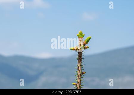 Detail of Spanish fir tree or Pinsapo (abies pinsapo) - Zahara de la Sierra, Andalusia, Spain Stock Photo