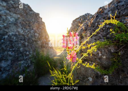 Pink Snapdragon Flowers (Antirrhinum majus) at sunset - Zahara de la Sierra, Andalusia, Spain Stock Photo