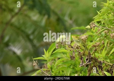 Maned forest lizard sun bathing on green trees. Stock Photo