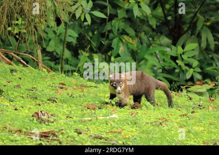 Animal from rainforest of Costa Rica. the White-nosed Coati, Nasua narica. Mammal in nature habitat. Stock Photo