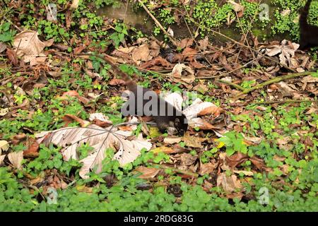 Animal from rainforest of Costa Rica. the White-nosed Coati, Nasua narica. Mammal in nature habitat. Stock Photo