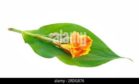 Red canna flowers are being infested by bees, Canna generalis and leaves on white background Stock Photo