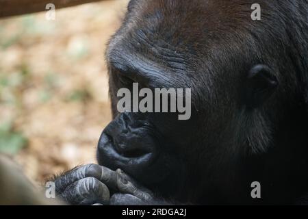 Female Western lowland gorilla eating Stock Photo