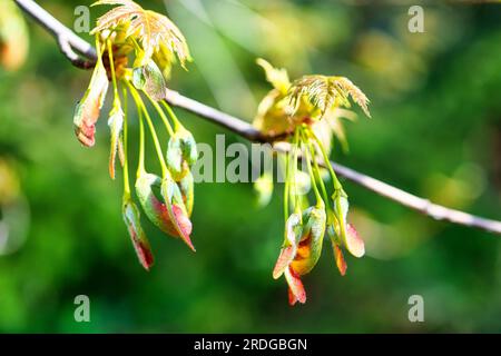 Detail of a Silver Maple or Acer saccharinum during springtime Stock Photo