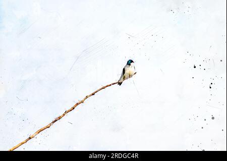 Digitally created watercolor painting of a Tree Swallow Tachycineta bicolor bird perched high on a long tree branch Stock Photo