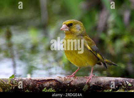 European Greenfinch (Carduelis chloris) adult male perched on fallen branch by pond  Eccles-on-Sea, Norfolk, UK.             April Stock Photo