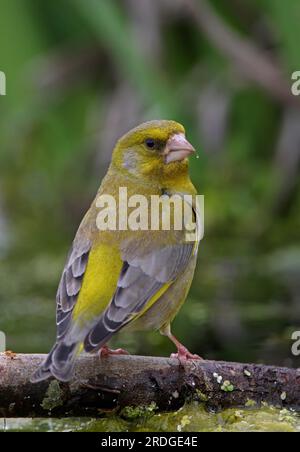 European Greenfinch (Carduelis chloris) adult male perched on fallen branch by pond  Eccles-on-Sea, Norfolk, UK.             April Stock Photo