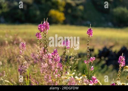 Pink Snapdragon Flowers on a filed  (Antirrhinum majus) Stock Photo