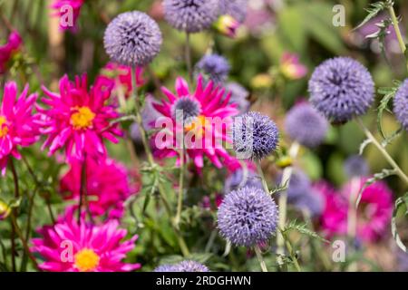 Ruthenian globe thistle, Echinops bannaticus Taplow Blue, photographed at RHS Wisley, Surrey UK. Stock Photo