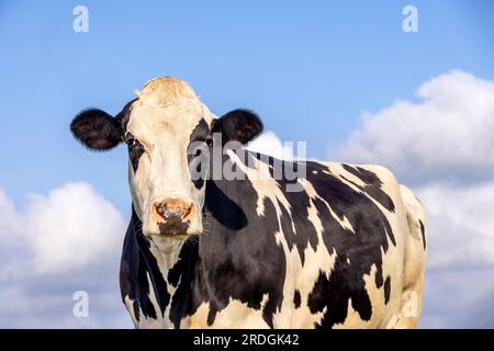 Cow spotted black and white, looking soft, pink nose, in front of  a blue sky Stock Photo