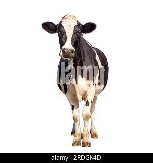 Cow isolated on white background, standing upright black and white, full length and front view and copy space Stock Photo