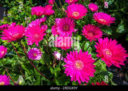 Transvaal daisy flowers in bloom. Stock Photo