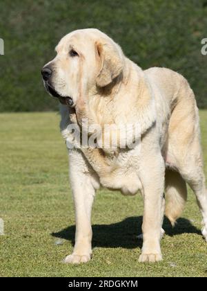 Spanish Mastiff pure bred dog adult yellow color front standing on the grass Stock Photo