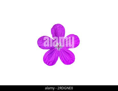 Wood cranesbill or Geranium sylvaticum pink flower isolated on white background. Woodland geraniums purple plant cut out icon. Marsh crane's-bill, Ger Stock Photo