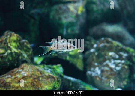 Neolamprologus brichardi small fish swimming in aquarium. Common Princess of Burundi, Lyretail or Fairy cichlid, Brichard's lamprologus. Cichlids ende Stock Photo
