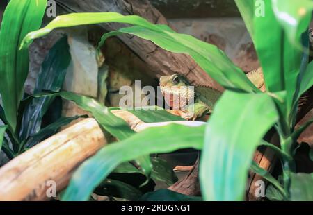 Green Chinese water dragon lying on branch. Physignathus cocincinus lizard lies on tree in green leaves. Iguana exotic pet resting in domestic terrari Stock Photo