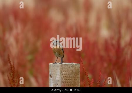 Stonechat saxicola rubicola perched on field sorrel rumex acetosella Stock Photo