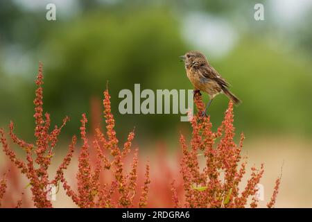 Stonechat saxicola rubicola perched on field sorrel rumex acetosella Stock Photo