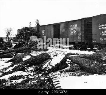 Canada, c 1954 Christmas trees ready for loading onto Canadian National Railway cars for shipment to the United States. Stock Photo