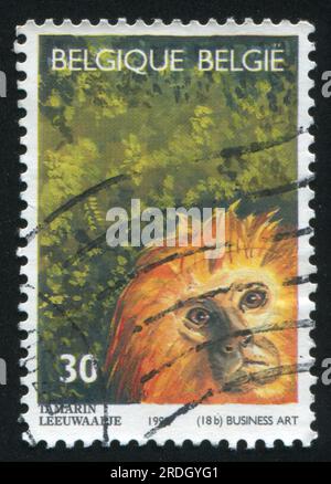 RUSSIA KALININGRAD, 19 OCTOBER 2015: stamp printed by Belgium, shows Antwerp Zoo Tamarin, circa 1992 Stock Photo