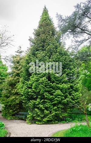 Abies cilicica, also known as Cilician fir or or Taurus fir, in conical of pyramidal shape Stock Photo