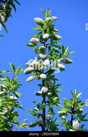 Almond, Mandelbaum, Amandier, Prunus dulcis, mandula, USA, North ...