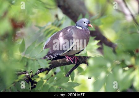 Beautiful single dove sitting between green tree leaves. European columba palambus sit alone agains greeny natural background summertime Stock Photo