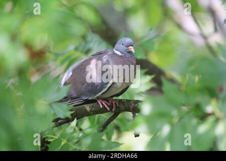 Beautiful single dove sitting between green tree leaves. European columba palambus sit alone agains greeny natural background summertime Stock Photo