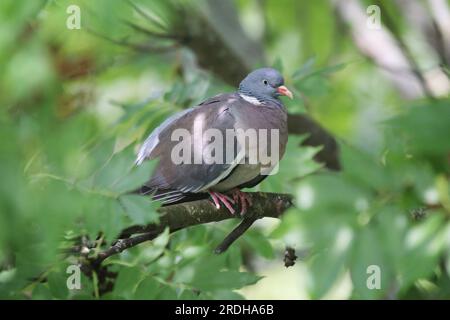 Beautiful single dove sitting between green tree leaves. European columba palambus sit alone agains greeny natural background summertime Stock Photo