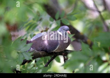 Beautiful single dove sitting between green tree leaves. European columba palambus sit alone agains greeny natural background summertime Stock Photo