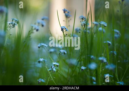 Blooming forget me not flowers in the grass at the church of Zuurdijk in the Dutch province of Groningen Stock Photo